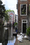 904771 Afbeelding van ganzen op de werf langs de Oudegracht te Utrecht, naast het pand Donkere Gaard 13. Links op de ...
